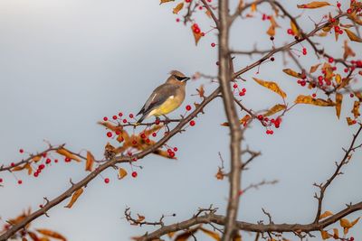 Low angle view of bird perching on a tree