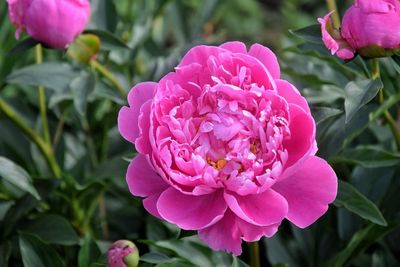 Close-up of pink rose