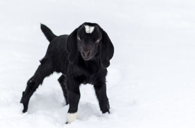 Black dog on snow covered land