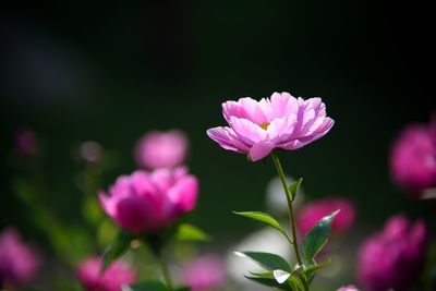 Close-up of peony flowering plant