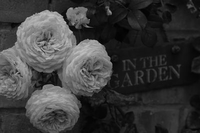 Close-up of white roses with text on plant