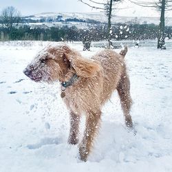 Dog on wet snow during winter