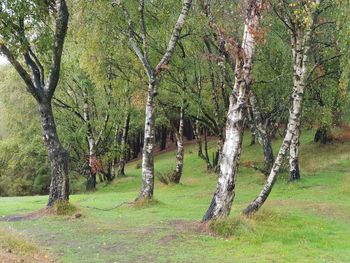 View of trees in the forest