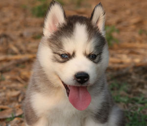 Close-up portrait of dog