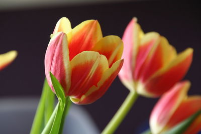 Close-up of pink tulip