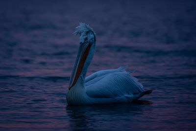 Close-up of bird in lake