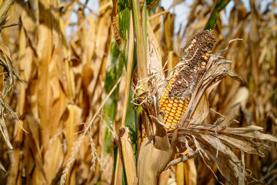 Dry corn on agricultural field