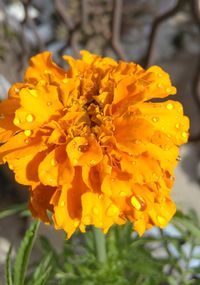 Close-up of yellow flowers blooming outdoors