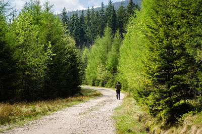 Rear view of man walking on road amidst trees in forest