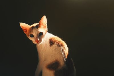 Portrait of cat in darkroom