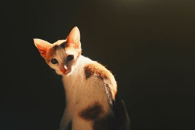 Portrait of a cat looking away