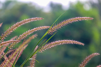 Close-up of fresh green plant