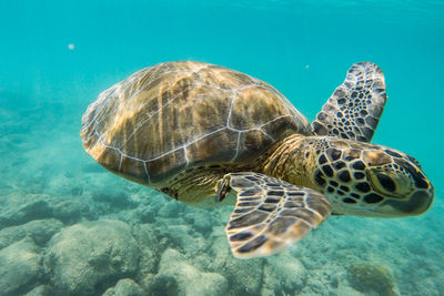 Close-up of turtle swimming in sea