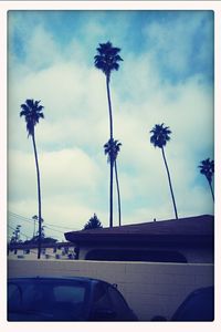 Low angle view of palm trees against cloudy sky