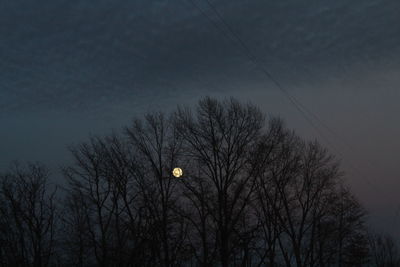 Low angle view of bare trees against sky