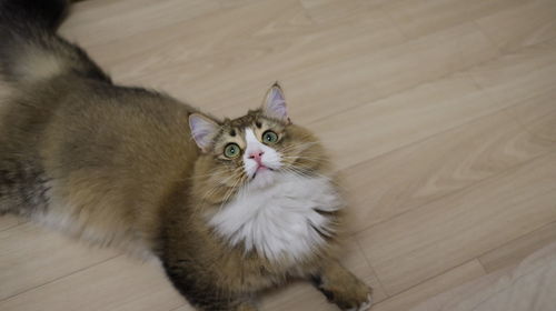 High angle portrait of a cat on hardwood floor