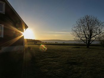 Sun shining through trees