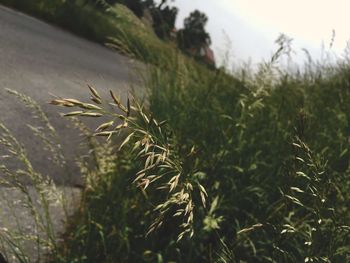 Plants growing on field