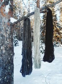 Trees on snow covered land