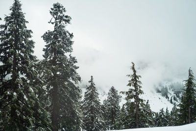 Low angle view of pine trees against sky during winter