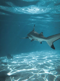 View of fish swimming in sea