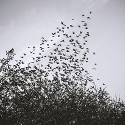 Low angle view of silhouette birds flying against clear sky
