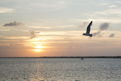 Seagull flying over sea against sky during sunset