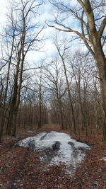 Bare trees on snow covered landscape