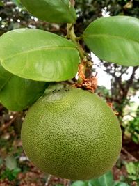 Close-up of bananas growing on tree