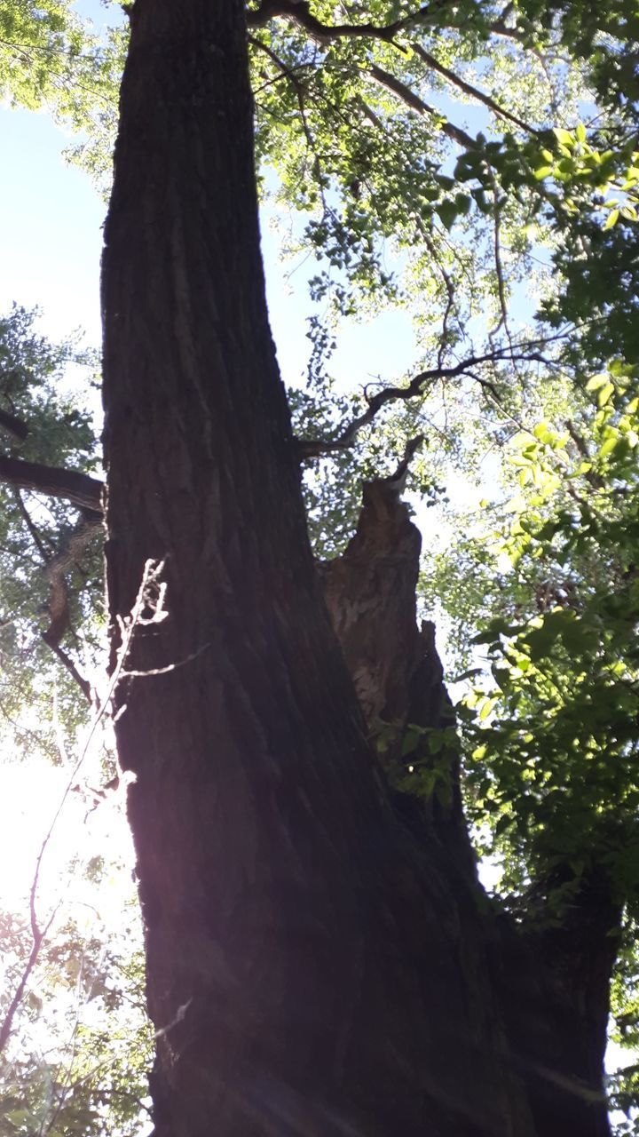 LOW ANGLE VIEW OF TREE TRUNK IN FOREST