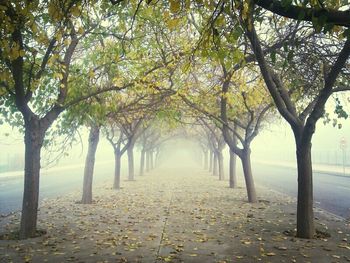 Footpath passing through forest