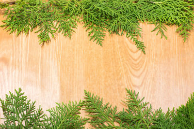 Close-up of pine tree on wooden table