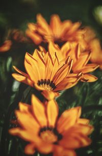 Close-up of yellow flower