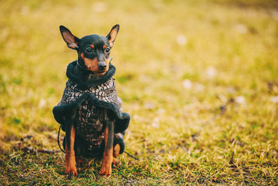 Portrait of a dog on field