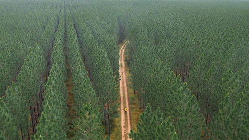 High angle view of corn field