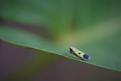 Close-up of insect on leaf