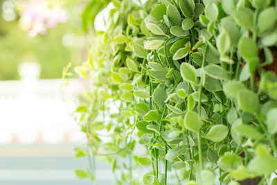 Close-up of fresh green plant in park