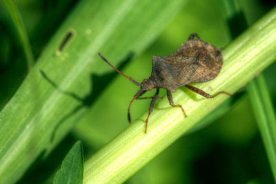 Close-up of insect on leaf