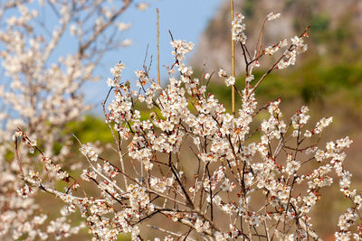 Close-up of cherry blossoms in spring