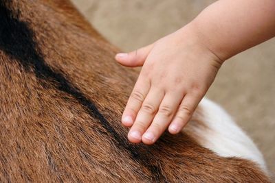 Close-up of child hand at animal