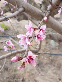 Close-up of pink flowers on tree