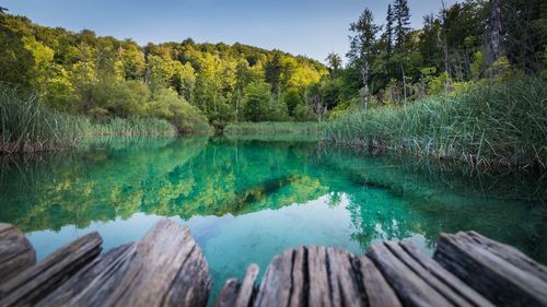 Scenic view of lake by trees against sky