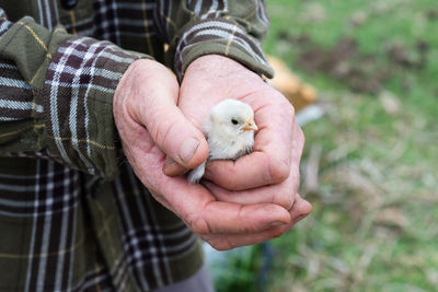 Close-up of hand holding bird