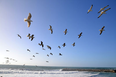 Low angle view of seagulls flying over sea against clear sky