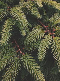 Close-up of pine tree