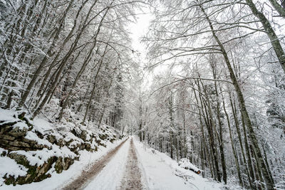 Desert road in the winter season forest