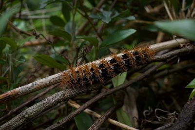 Close-up of insect on plant