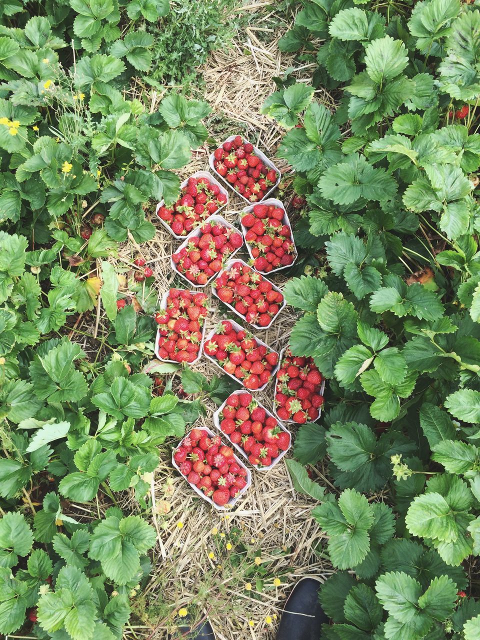 red, food and drink, growth, leaf, fruit, plant, day, outdoors, nature, freshness, food, high angle view, green color, healthy eating, beauty in nature, no people, tree, close-up