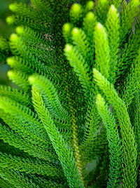 Full frame shot of plant
