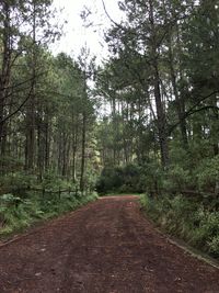 Footpath in forest
